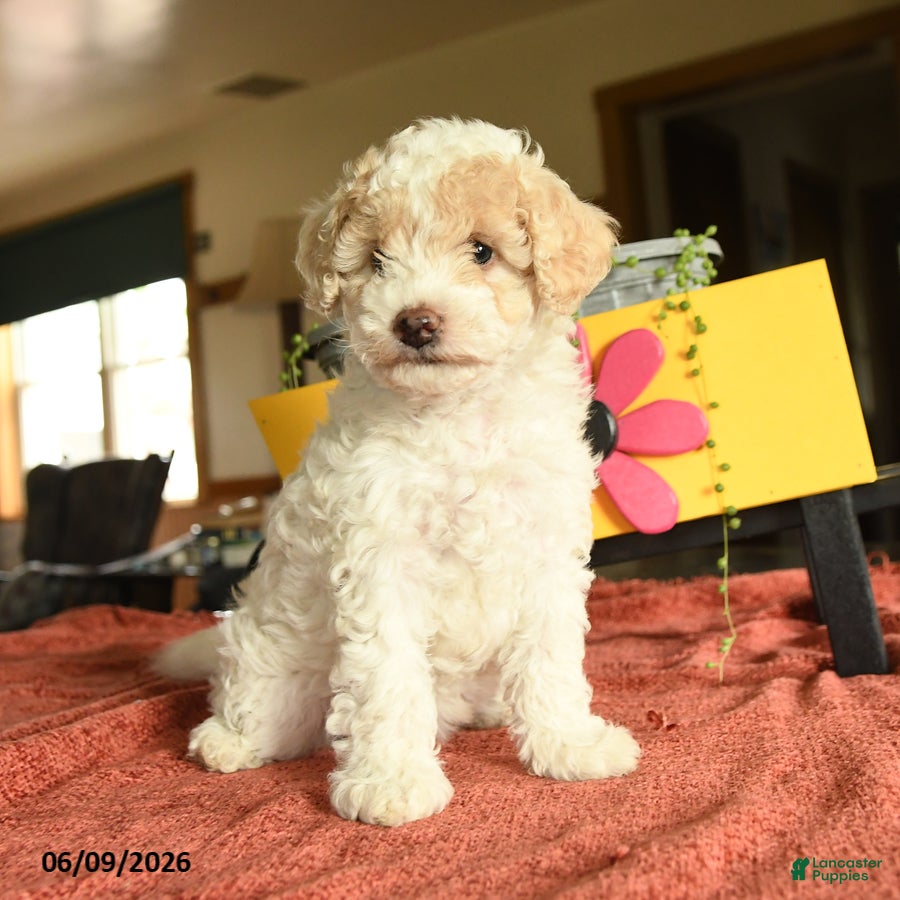Miniature Poodle dogs for sale: Carman - Ad 4