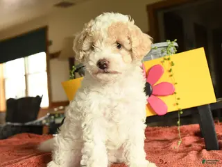 Miniature Poodle dogs for sale: Carman - Ad 4