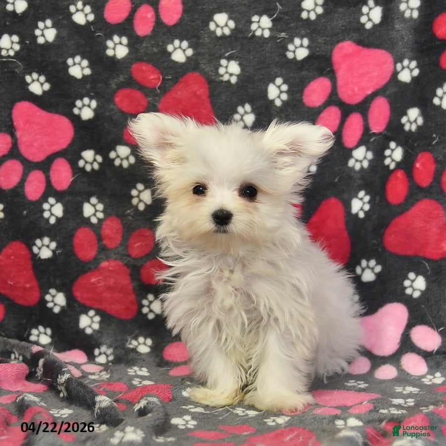 Maltese dogs Tori - Ad 2