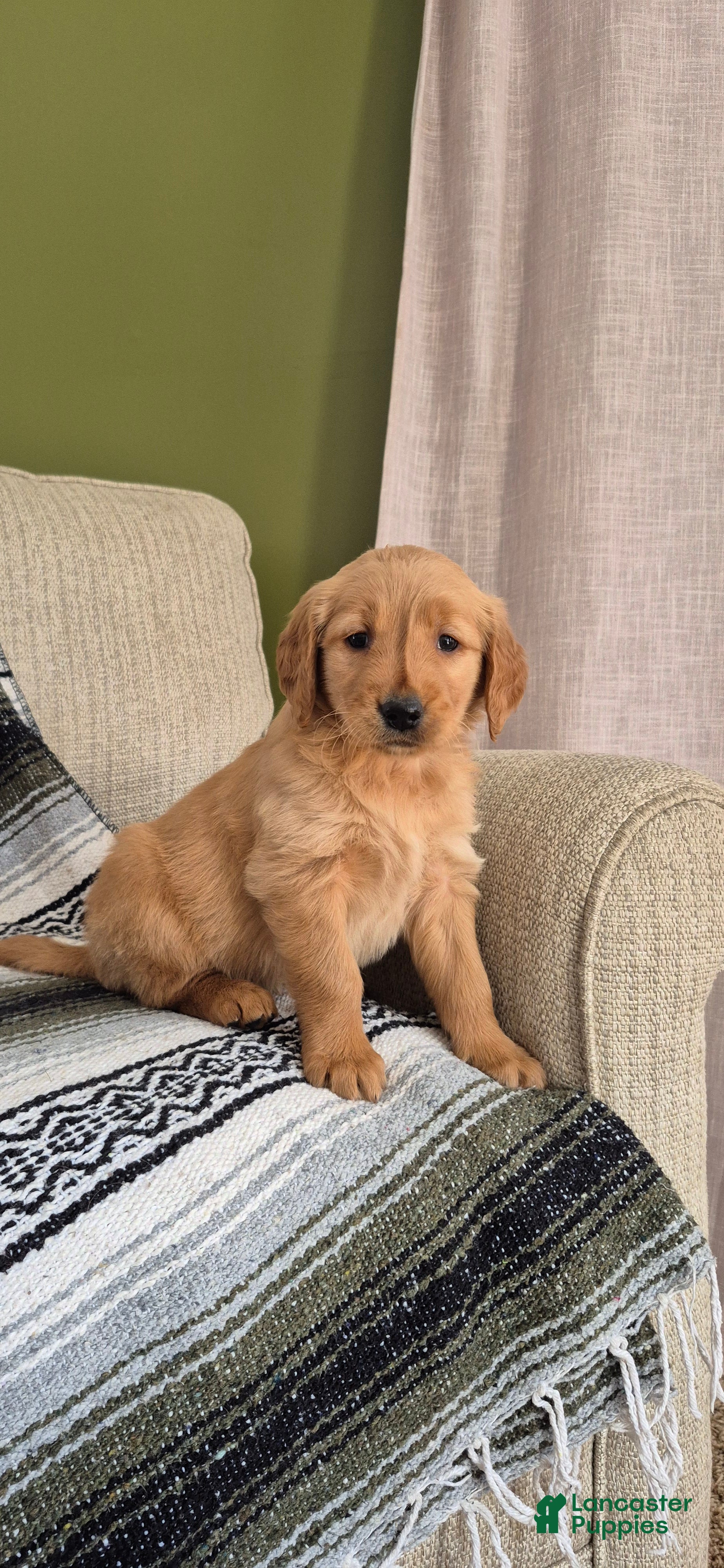 Golden Retriever dogs Honey - Ad 17