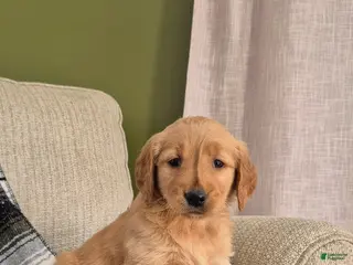 Golden Retriever dogs Honey - Ad 17