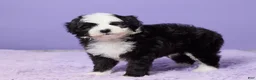 Mini Sheepadoodle dogs for sale: Stevie - Ad 5