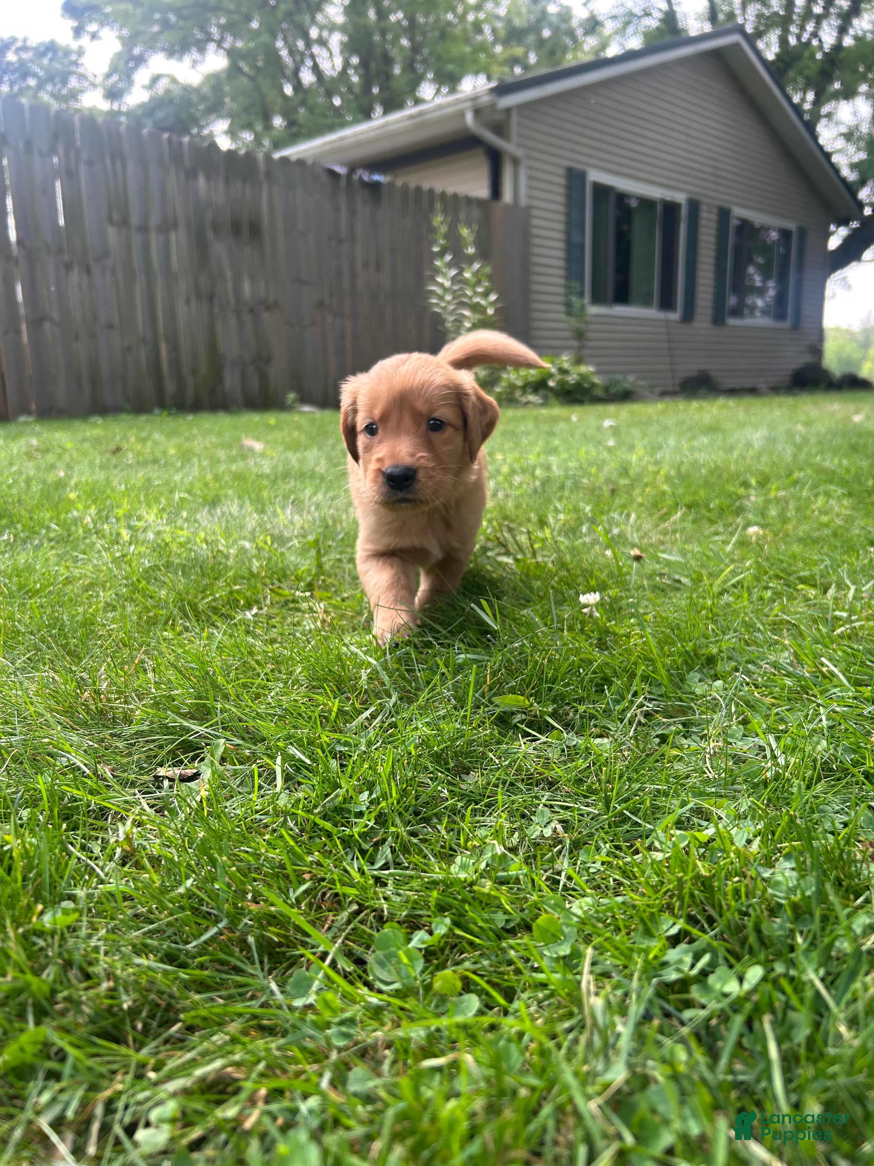Golden Retriever dogs Gracie - Ad 14
