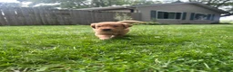 Golden Retriever dogs for sale: Gracie - Ad 1