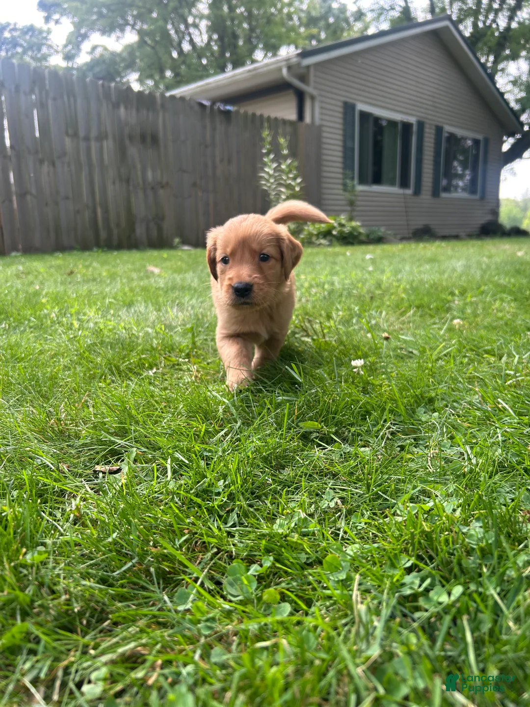 Golden Retriever dogs for sale: Gracie - Ad 1