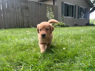 Golden Retriever dogs Gracie - Ad 14