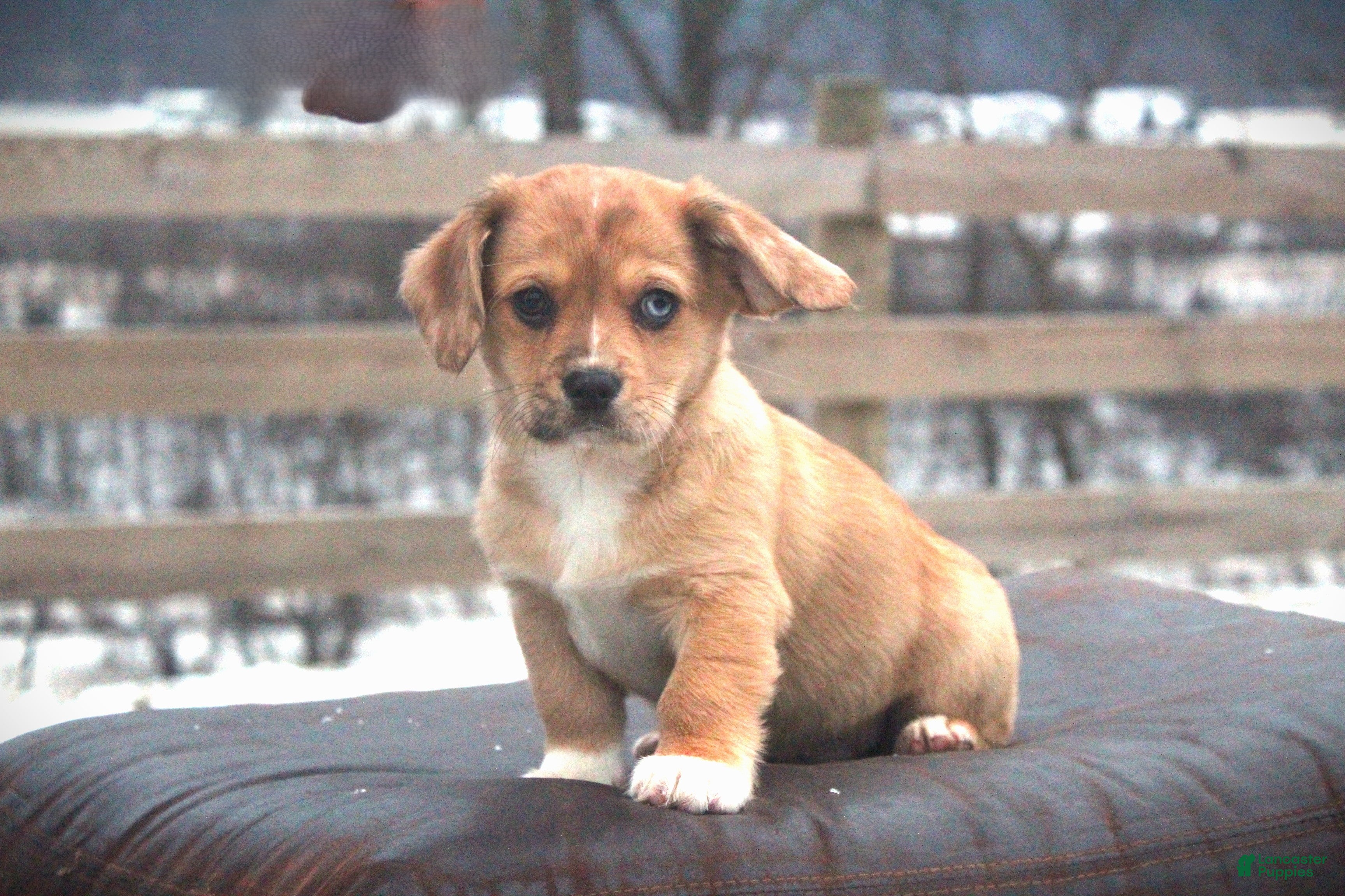 Mixed Breed dogs Adelise - Ad 15