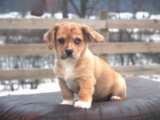 Mixed Breed dogs Adelise - Ad 15