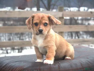 Mixed Breed dogs Adelise - Ad 1