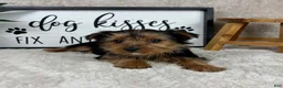 Yorkshire Terrier dogs for sale: Teddy - Ad 4