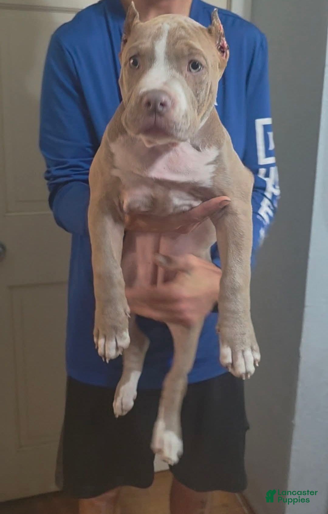 American Bully dogs American Bully Puppy 2 - Ad 10