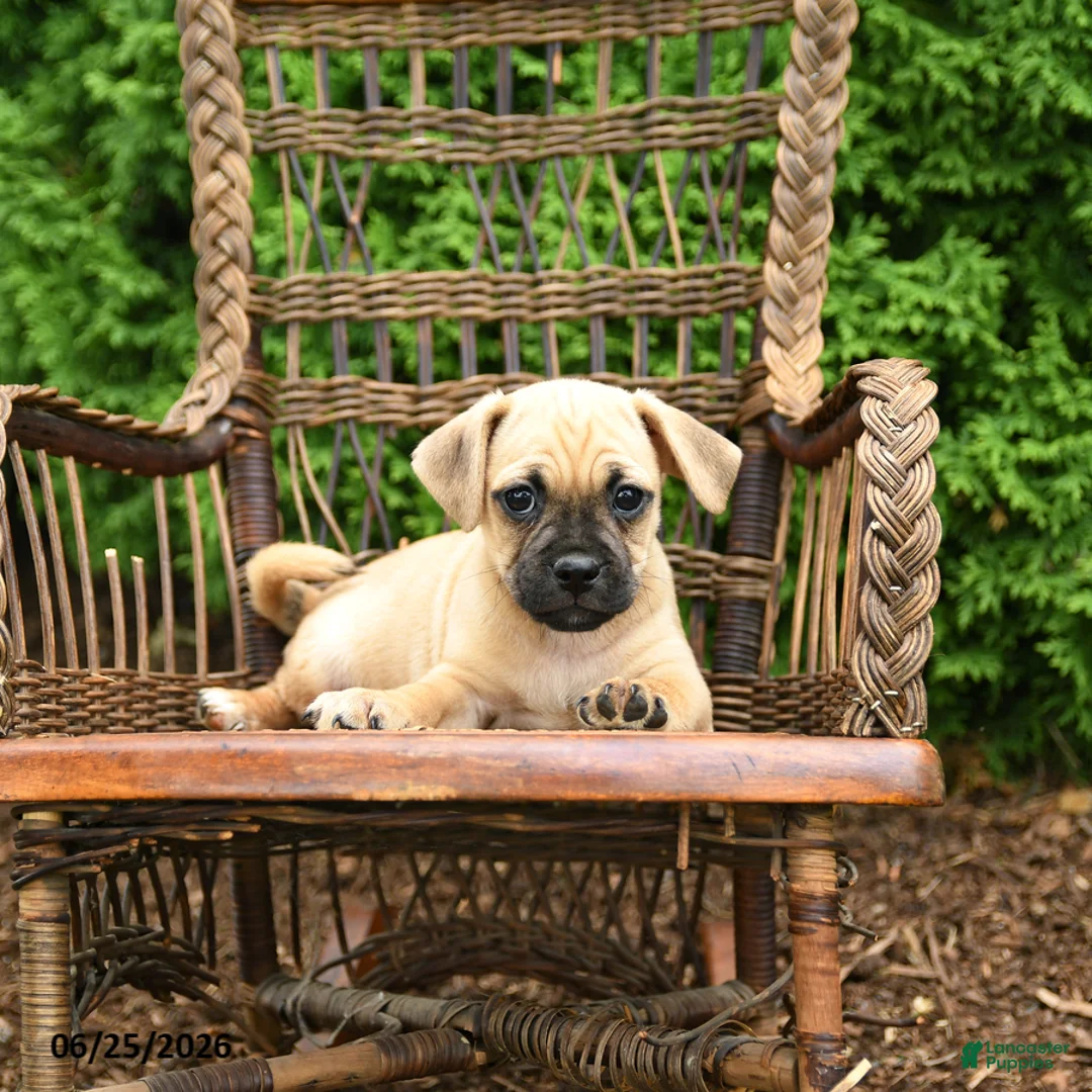 Jug dogs for sale: Knox - Ad 2