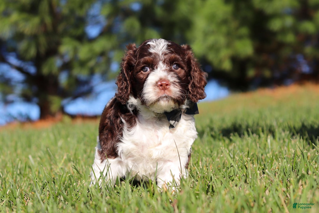 Cockapoo dogs for sale: Max - Ad 9