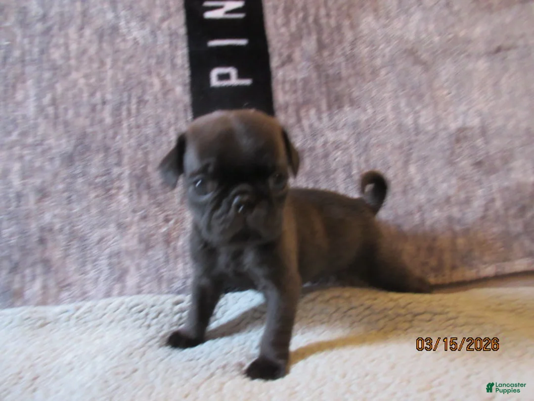 Pug dogs for sale: Pug Puppy 1 - Ad 2
