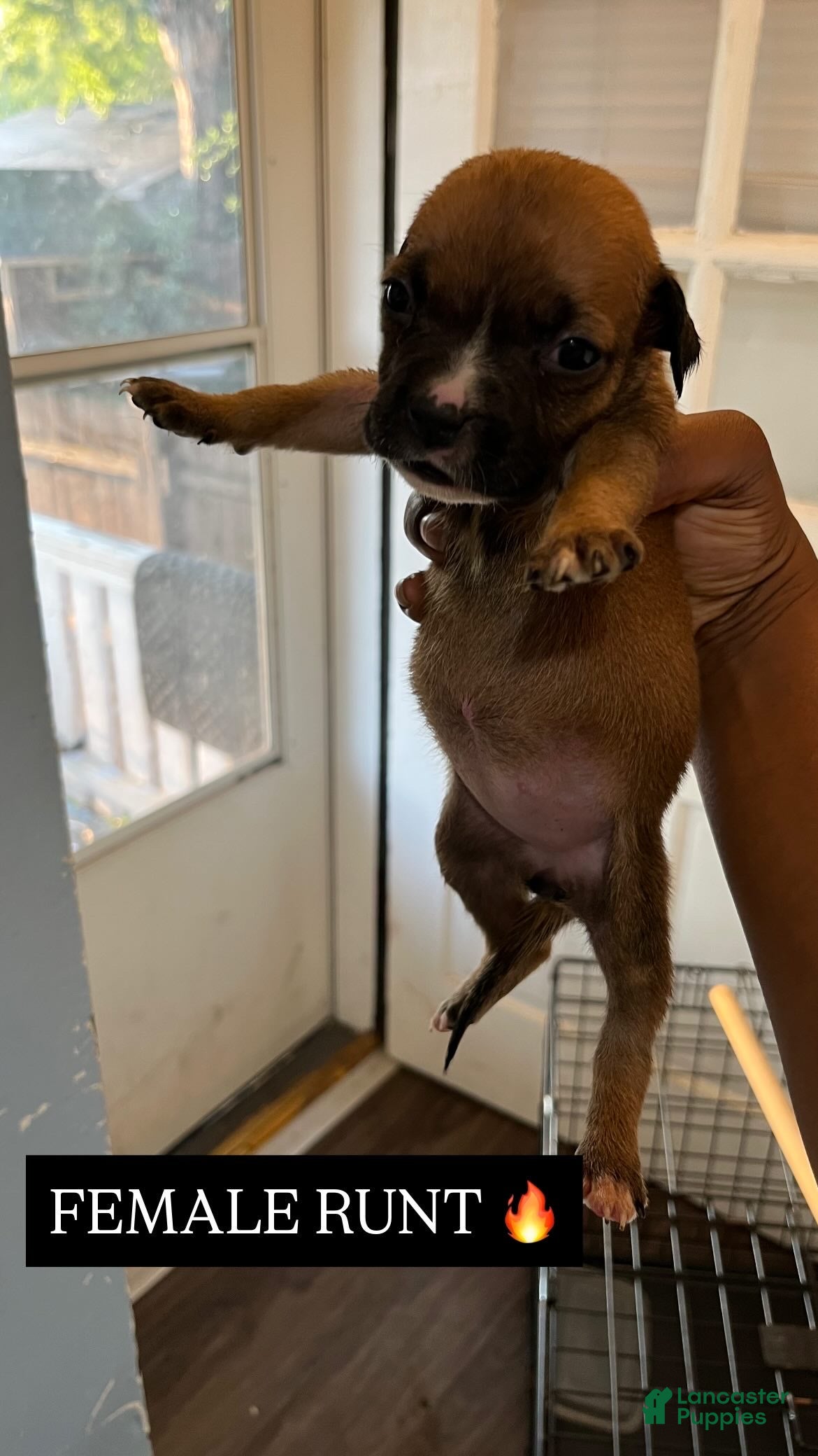 American Bully dogs for sale: American Bully 2 - Ad 11