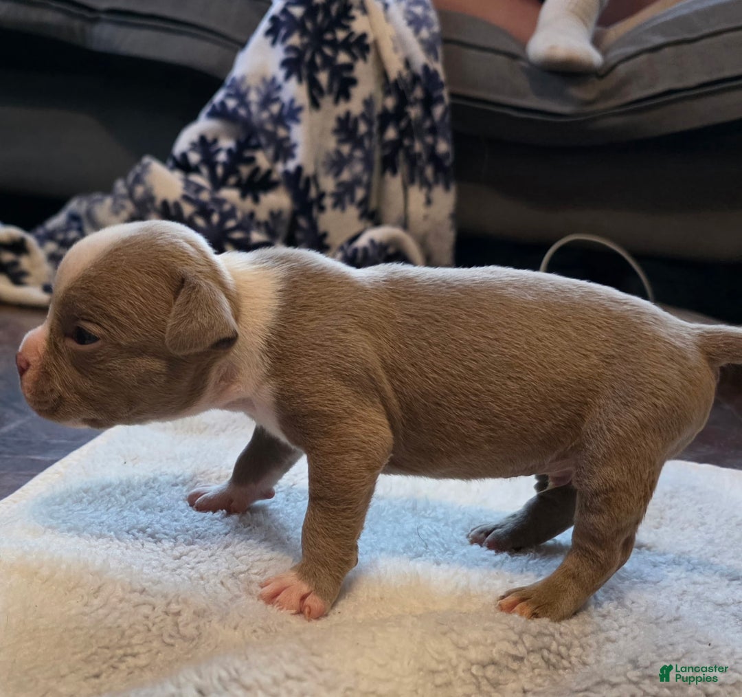 American Bully dogs for sale: Little buddy - Ad 4