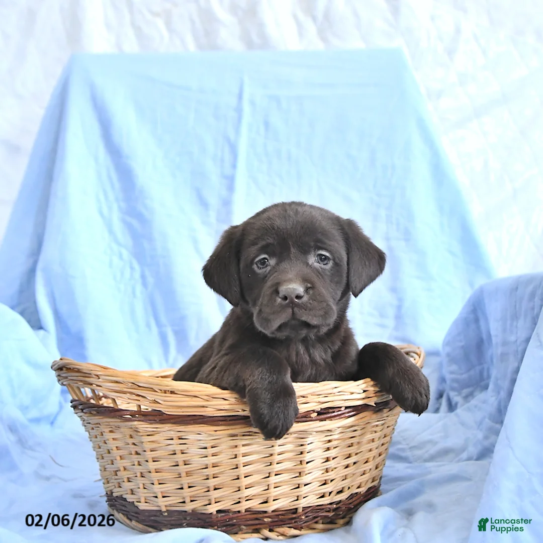 Labrador Retriever dogs for sale: Darcy     EXTRA SMALL - Ad 2