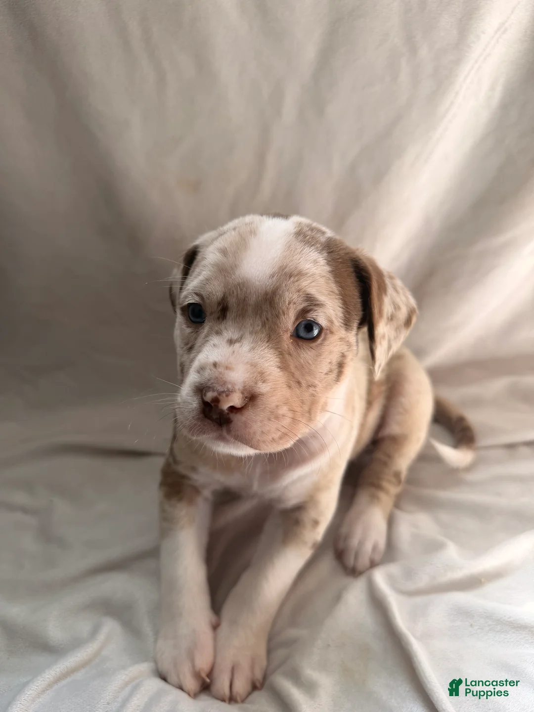 Mixed Breed dogs for sale: Mixed Breed Puppy 1 - Ad 2