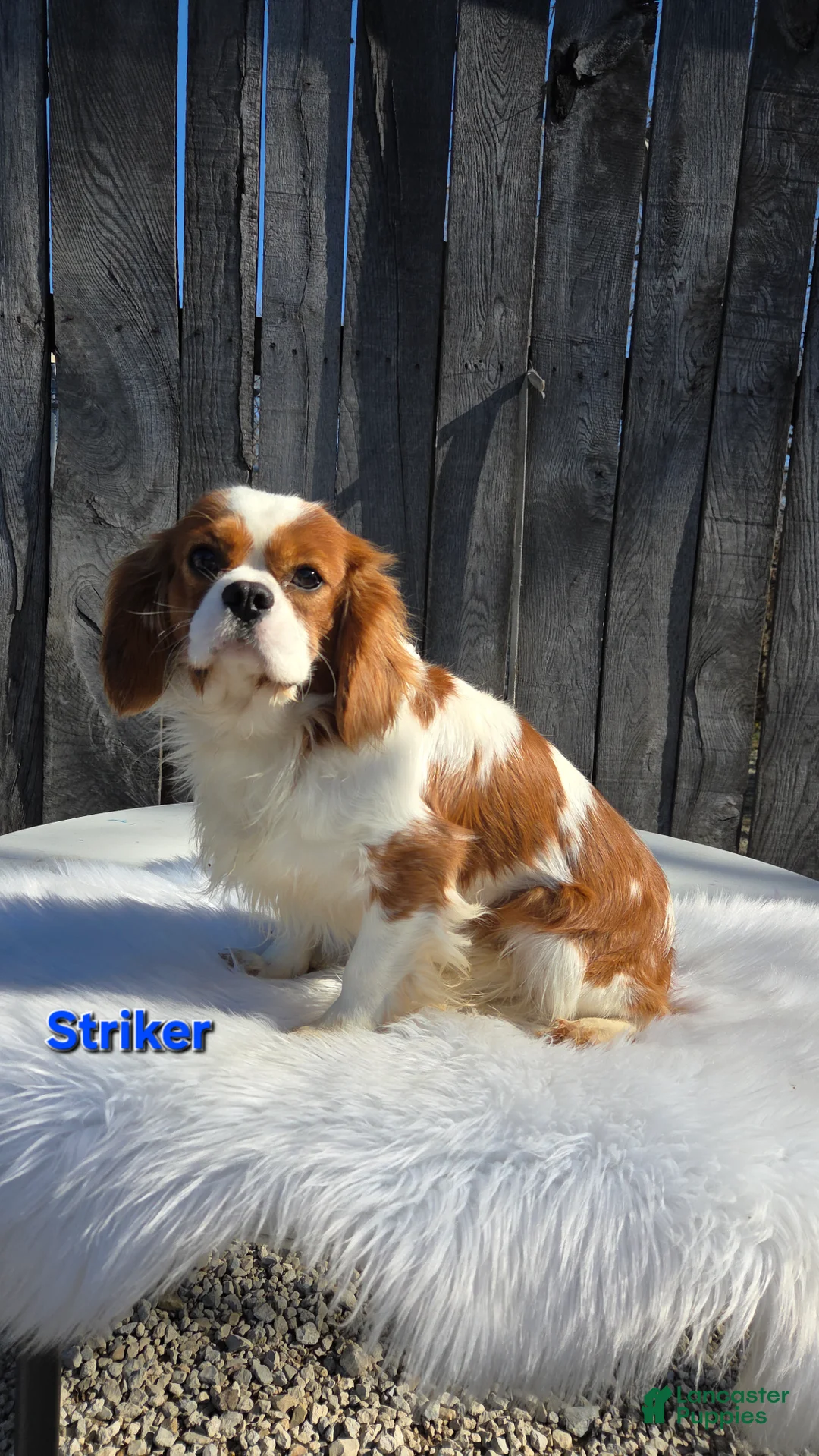 Cavalier King Charles Spaniel dogs for sale: Kenton - Ad 8