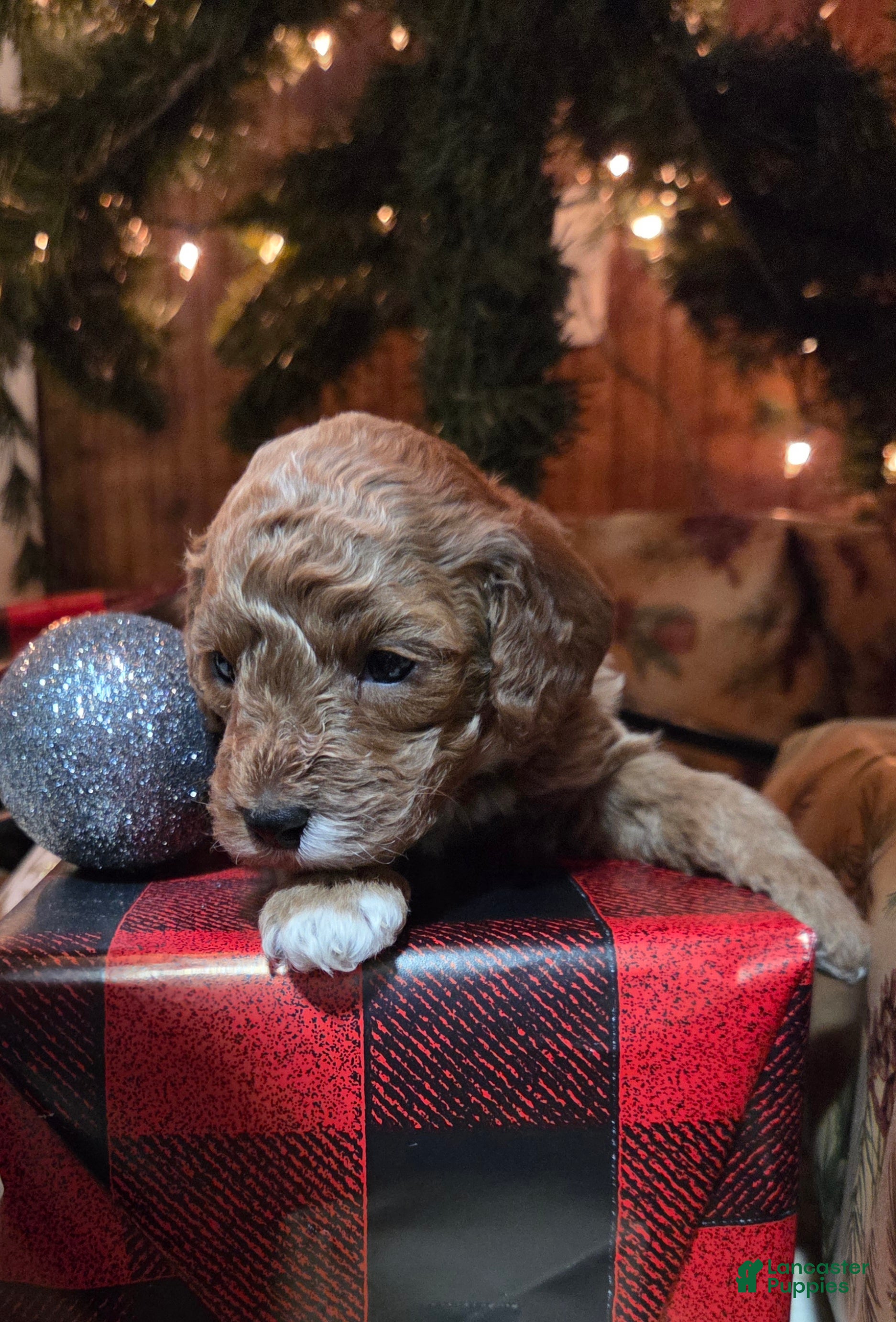 Cavapoo dogs Dutton  - Ad 3