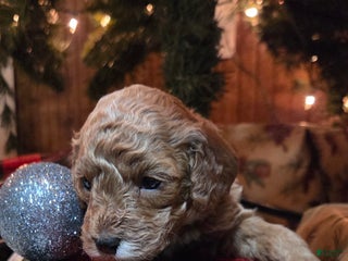 Cavapoo dogs Dutton - Ad 3