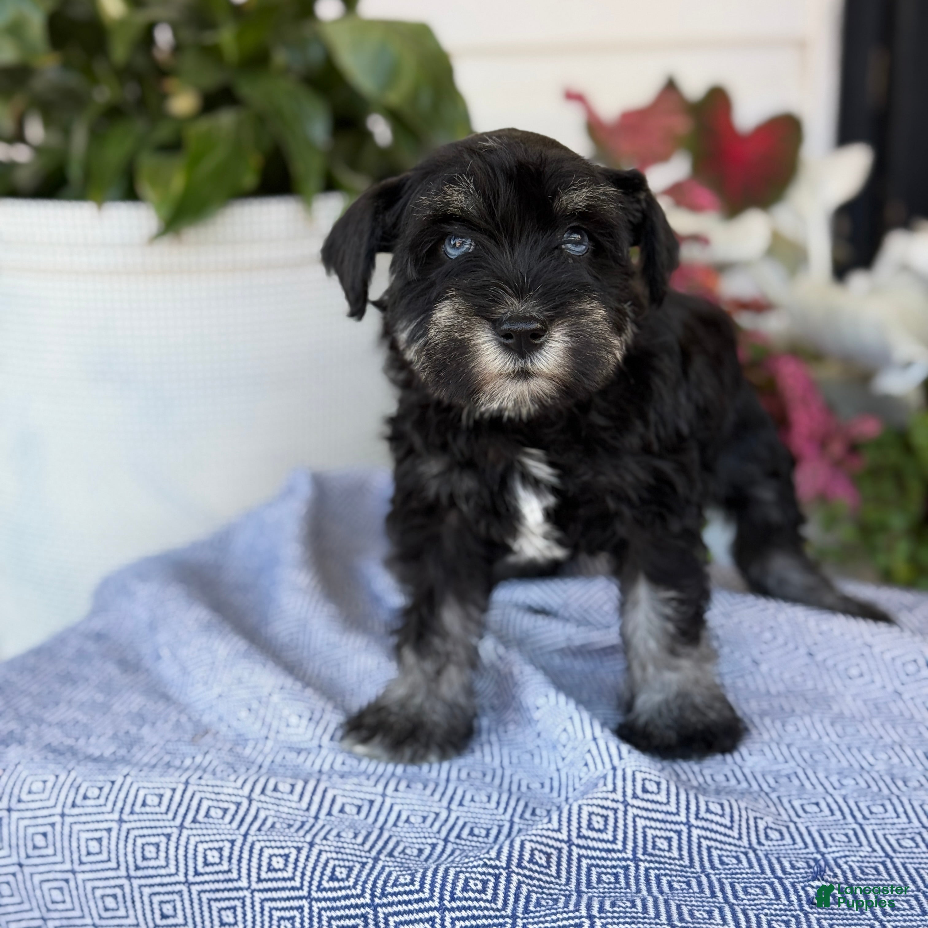 Miniature Schnauzer dogs Lin - Ad 1