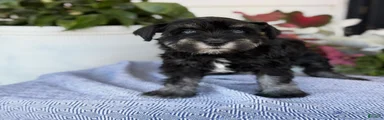 Lin