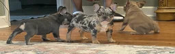 French Bulldog dogs for sale: Merle Girl  - Ad 1