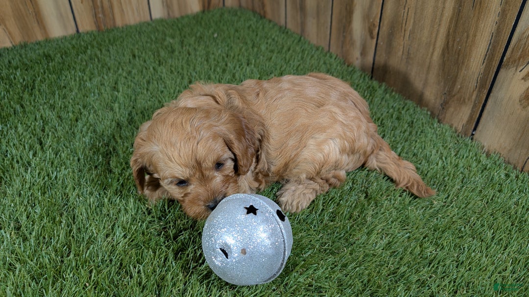 Cavapoo dogs for sale: Milly Girl 2 - Ad 4