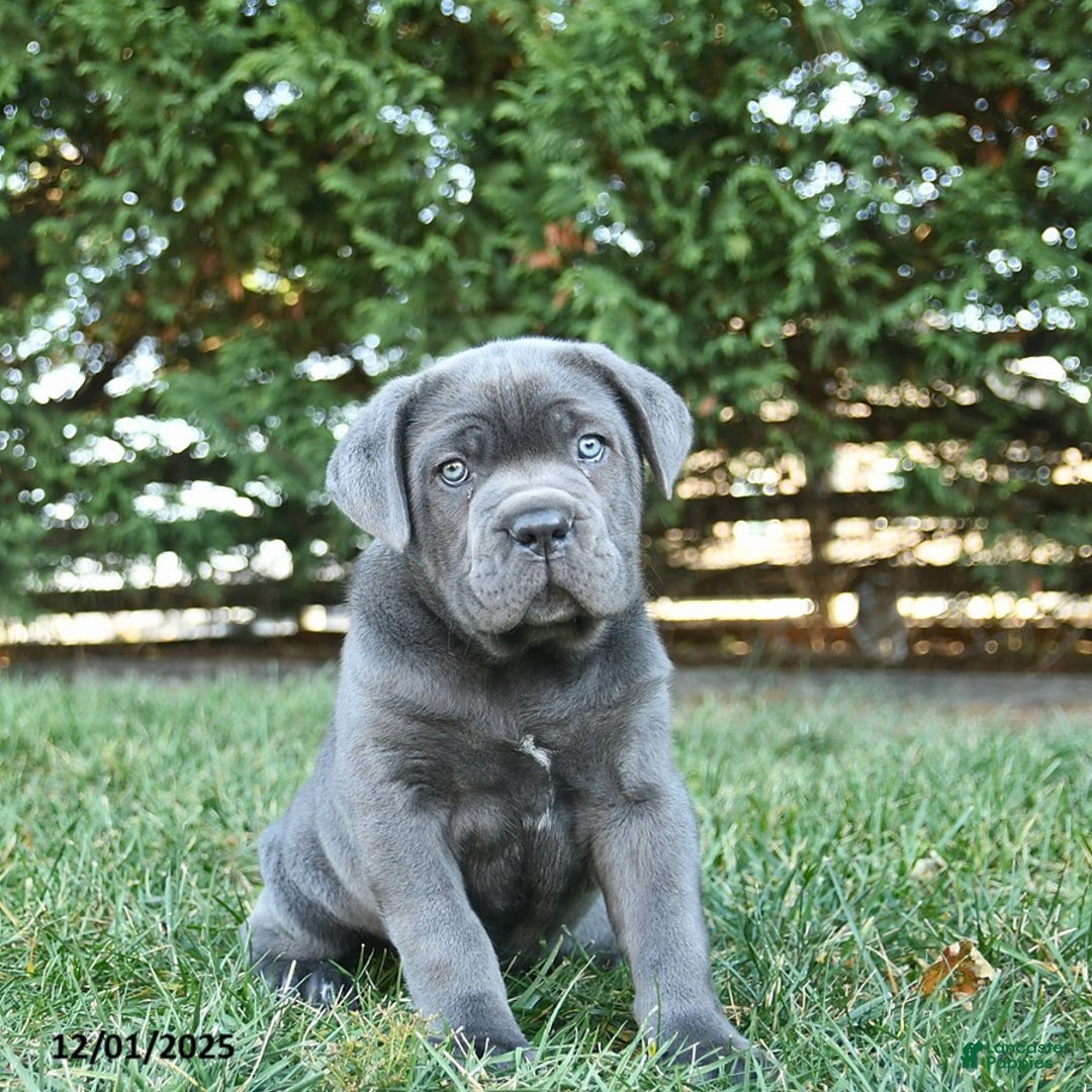 Cane Corso dogs for sale: Twilight  - Ad 3