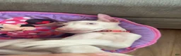 Doberman Pinscher dogs for sale: Doberman Pinscher 1 - Ad 2