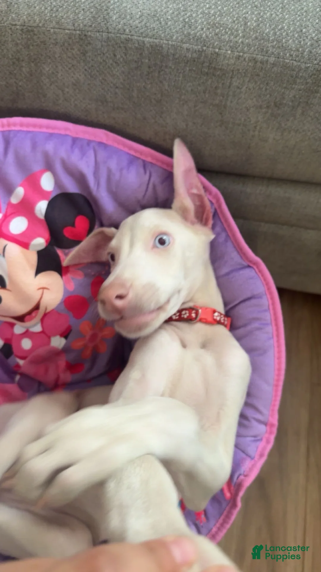 Doberman Pinscher dogs for sale: Doberman Pinscher 1 - Ad 2