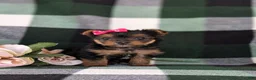 Yorkshire Terrier dogs for sale: Harmony 4.5 lbs Full Grown - Ad 2