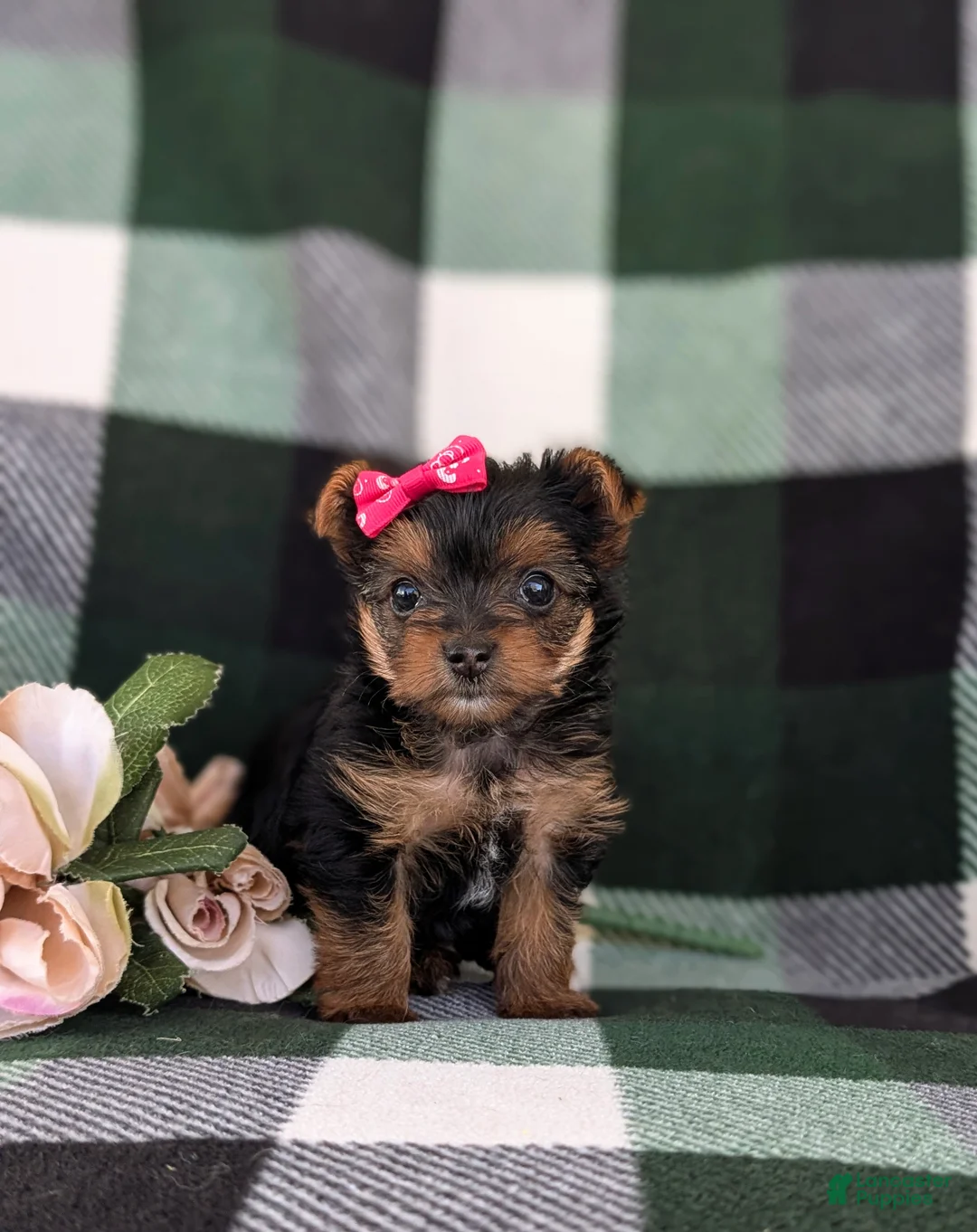 Yorkshire Terrier dogs for sale: Harmony 4.5 lbs Full Grown - Ad 2