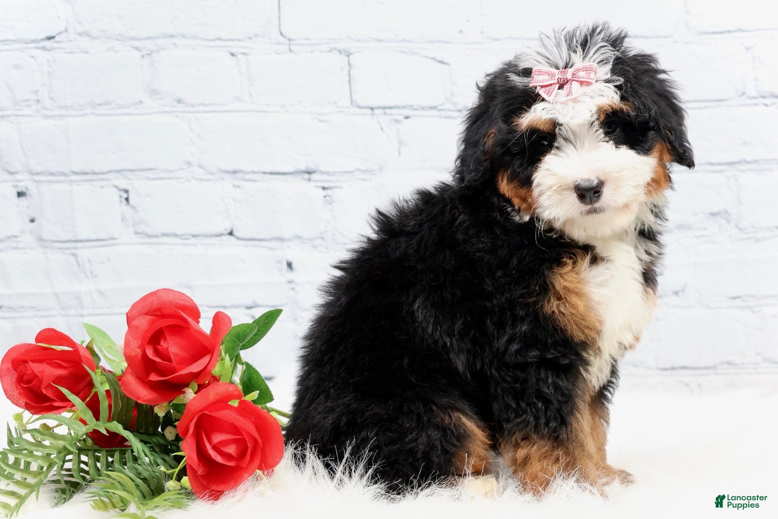 Mini Bernedoodle dogs Denver - Ad 2