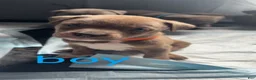 Mixed Breed dogs for sale: Mixed Breed 2 - Ad 3