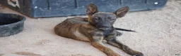 Dutch Shepherd dogs for sale: Dutchie Girl - Ad 9