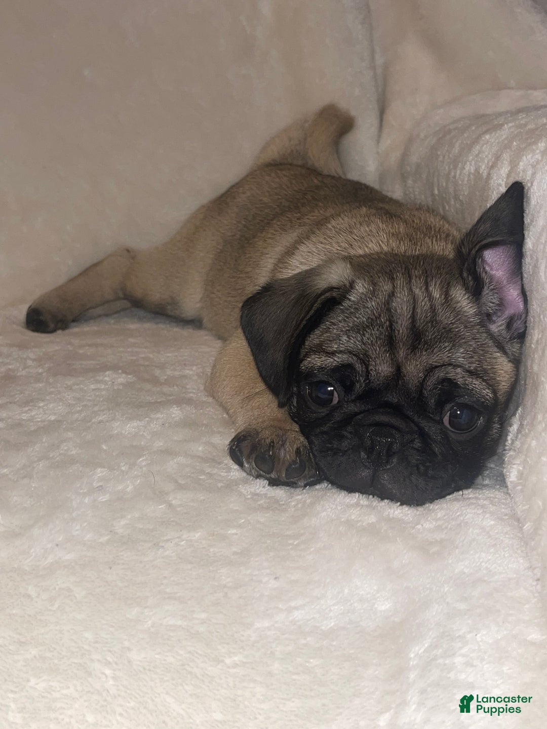 Pug dogs for sale: Vanilla - Ad 3