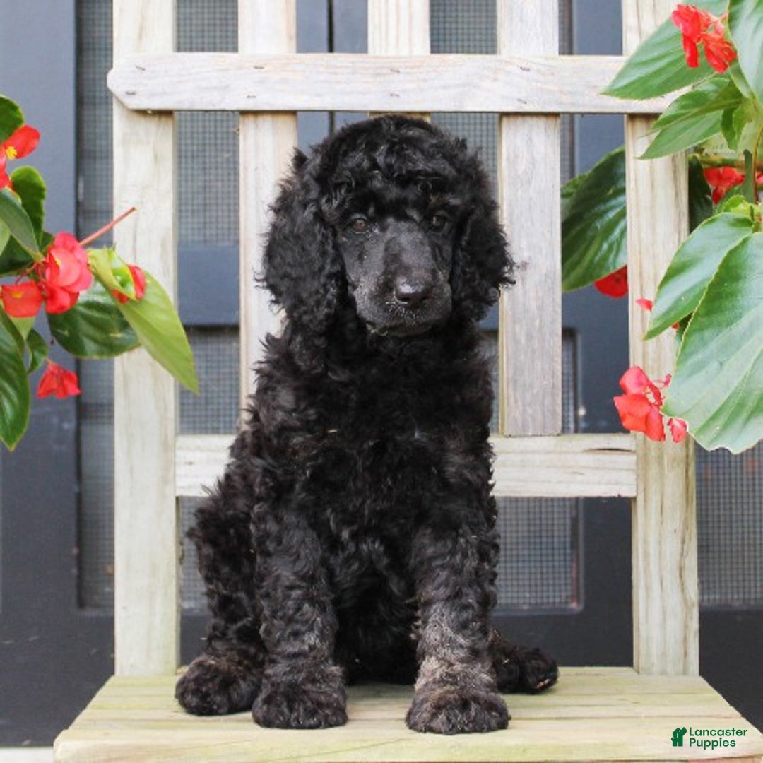 Standard Poodle dogs for sale: Missy - Ad 2