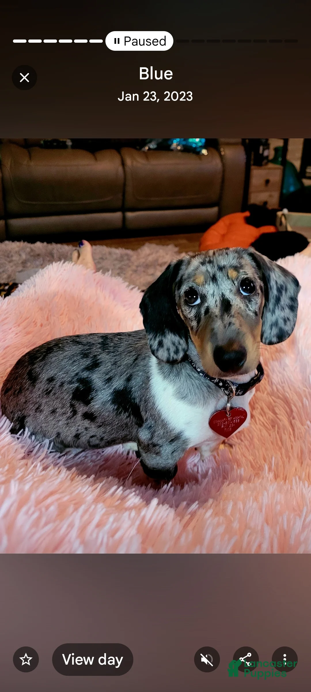 Miniature Dachshund dogs for sale: Rudolph  Miniature Dachshund Puppy 2 - Ad 6