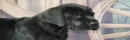 Great Dane dogs for sale: Great Dane Puppy 2 - Ad 1