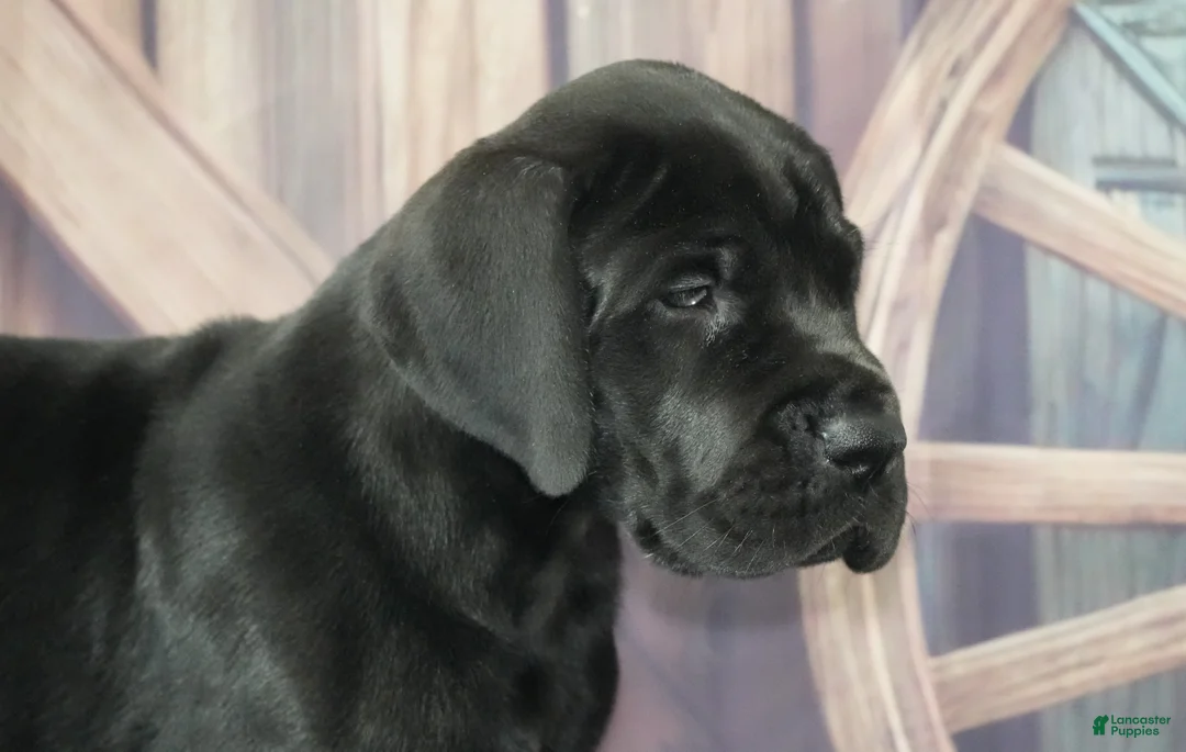 Great Dane dogs for sale: Great Dane Puppy 2 - Ad 1