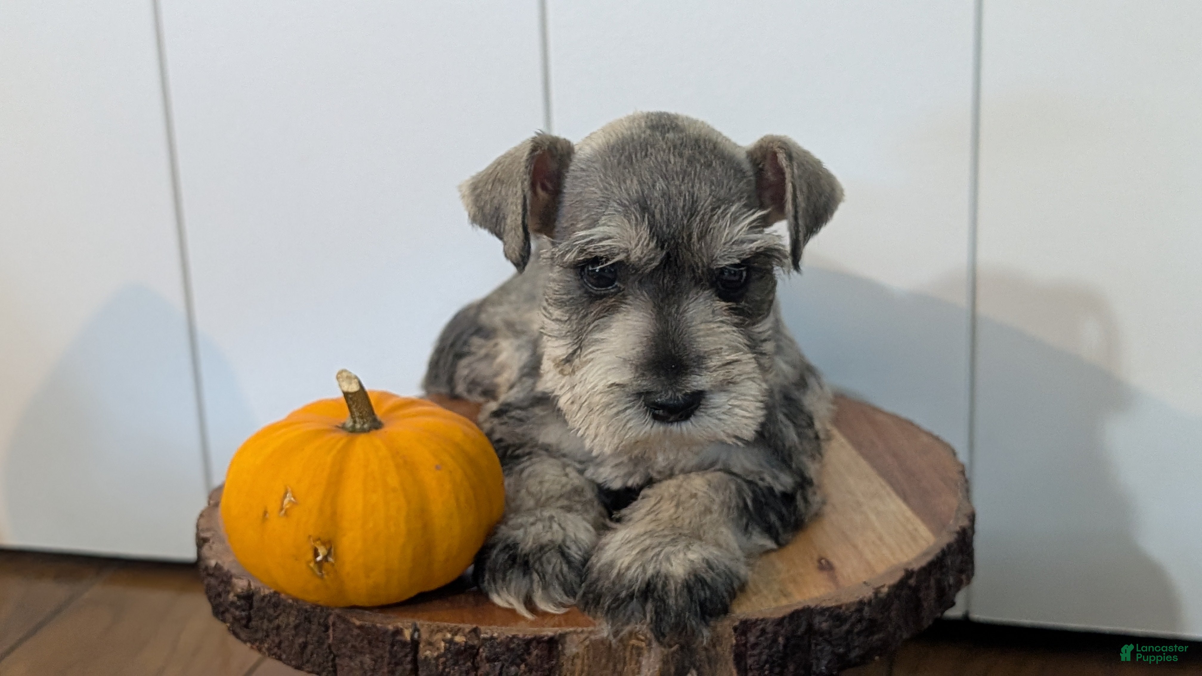 Miniature Schnauzer dogs Cali - Ad 2