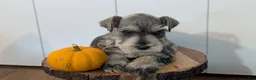 Miniature Schnauzer dogs for sale: Cali - Ad 2