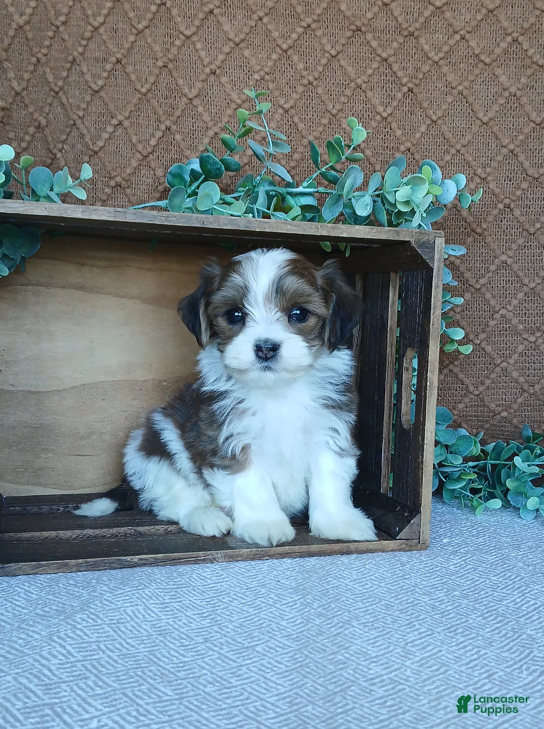 Havanese dogs for sale: Pebbles  - Ad 2
