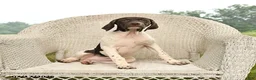 German Shorthaired Pointer dogs for sale: River - Ad 4