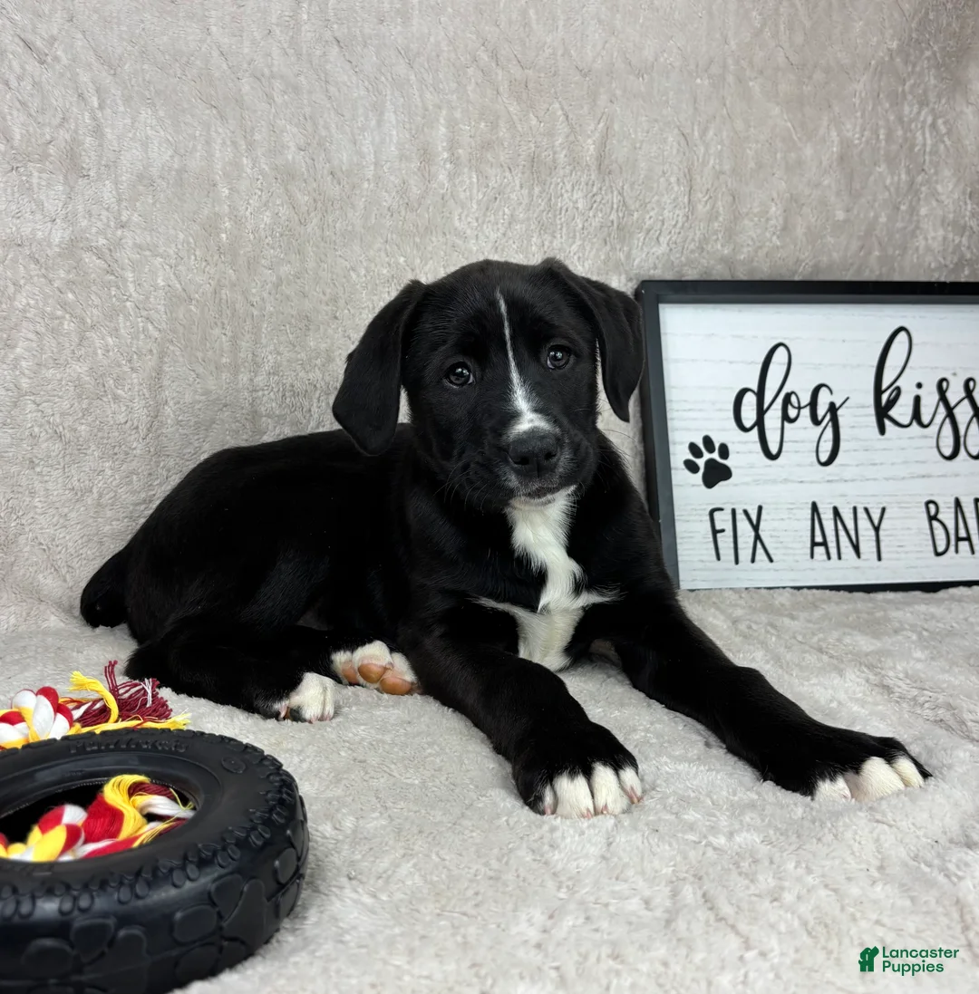 Mixed Breed dogs for sale: Sawyer - Ad 7