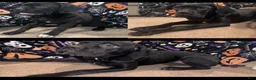 Cane Corso dogs for sale: Cane Corso piper  - Ad 4