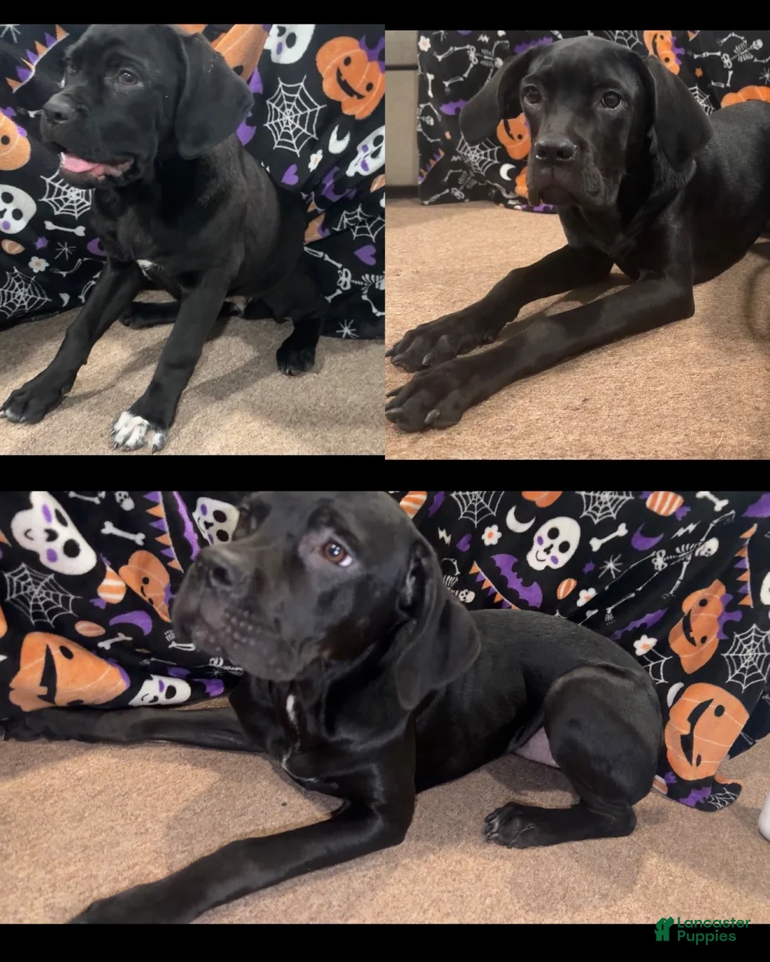 Cane Corso dogs for sale: Cane Corso piper  - Ad 4