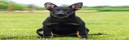 German Shepherd dogs for sale: Sebastian German Shepherd Puppy  - Ad 3